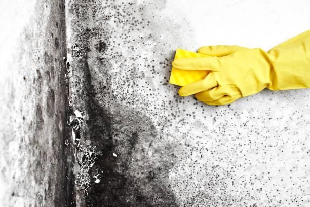 Best HVAC Mold Inspection and Cleaning  in Berwyn Heights, MD