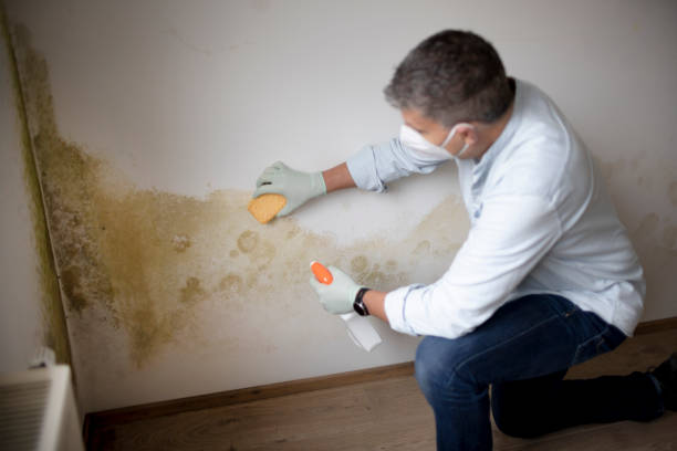 Best Biohazard Mold Removal  in Berwyn Heights, MD
